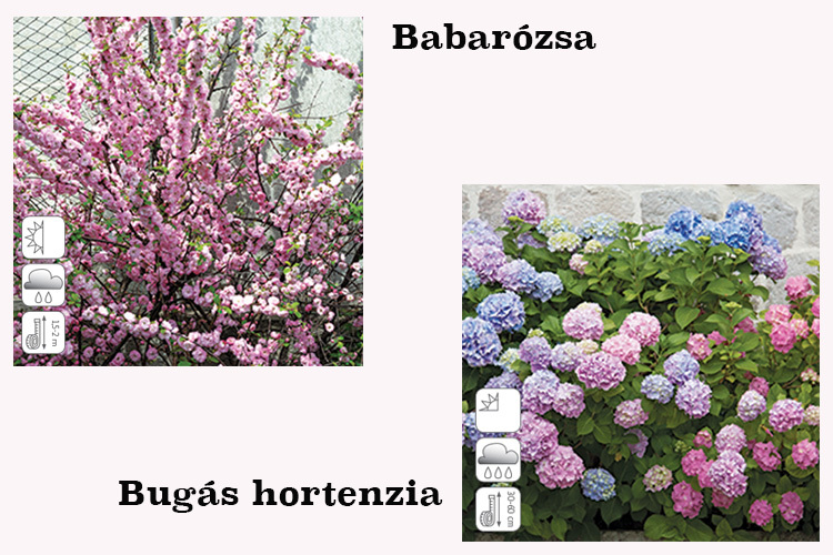 bazsarózsa-hortenzia-auchan