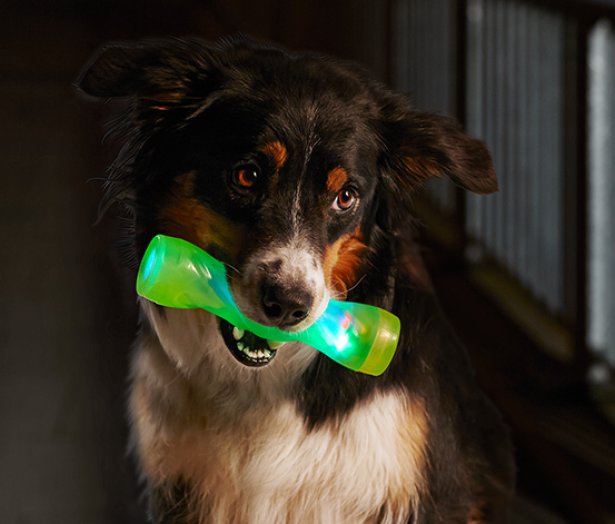 LED-es apportírozó kutyáknak