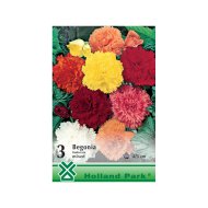 BEGONIA FIMBRIATA MIX 4/5 CM SZEGFŰVIRÁGÚ BEGÓNIA