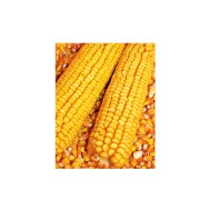 HIBRIDKUKORICA 1KG GAZDASÁGI NÖVÉNY