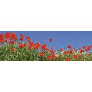 VÁSZONKÉP PANORÁMA 150X50CM TAVASZI MEZŐ