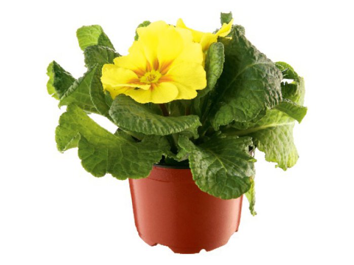 Primula
