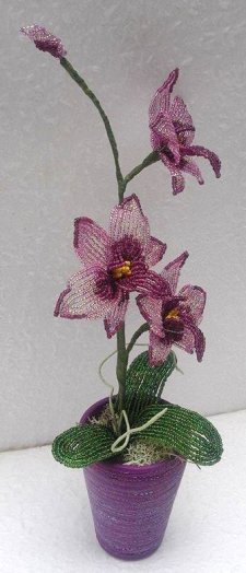 Csónak orchidea .