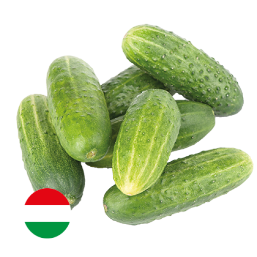Kovászolni való uborka