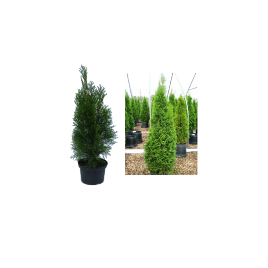 THUJA OCCIDENTALIS SMARAGD C2       N: 40/60 CM,SMARAGD TUJA