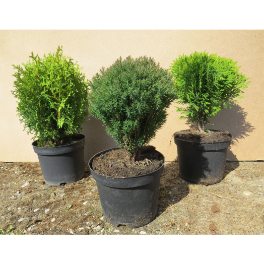 GÖMB THUJA C2                       THUJA DANICA