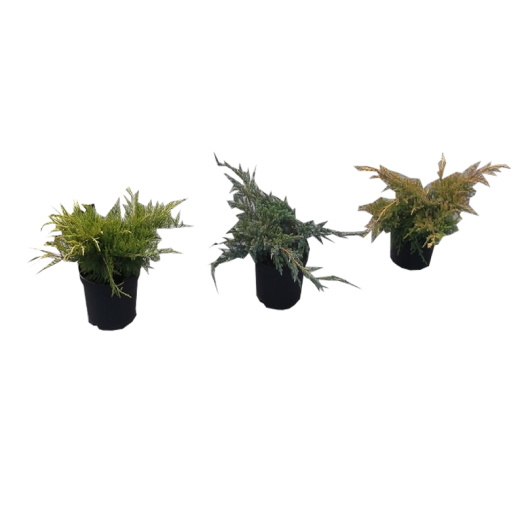 JUNIPERUS MIX C2 KÚSZÓ BORÓKA