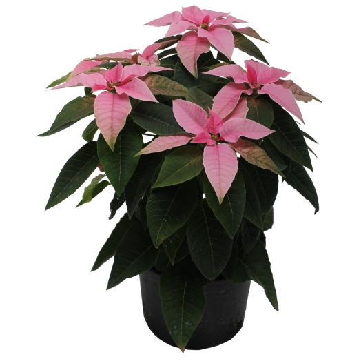 MIKULÁSVIRÁG PRINCETTIA CS: 13 CM