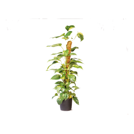 KÓKUSZKARÓ 60CM ÁTMÉRŐ:38MM