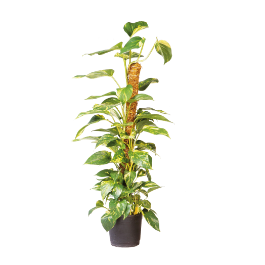 KÓKUSZKARÓ 90CM ÁTMÉRŐ:38MM