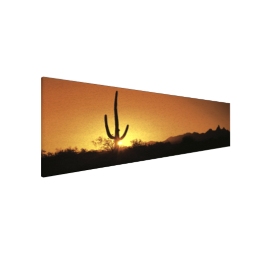 VÁSZONKÉP PANORÁMA 150X50CM         SAGUARO KAKTUSZ