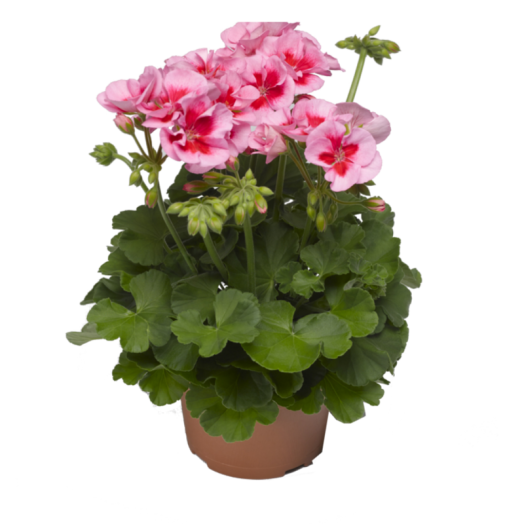KÜLÖNLEGES VIRÁGÚ MUSKÁTLI - PELARGONIUM ZONALE