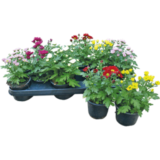 Krizantém multiflóra 9 cm-es cserépben