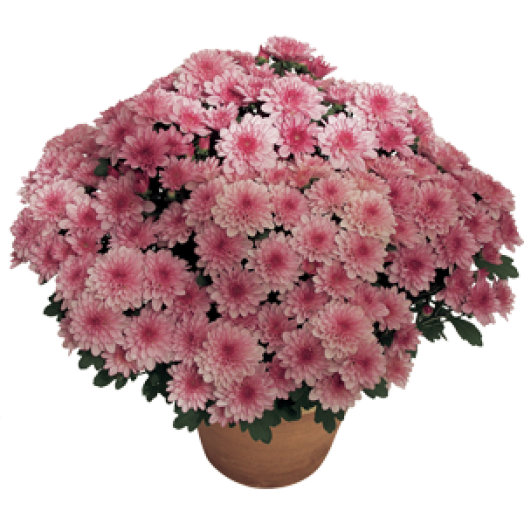 Időzített krizantém 17 cm-es cserépben