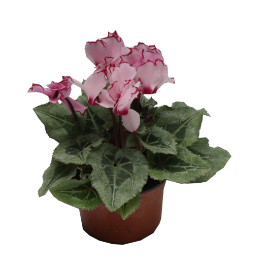 CIKLÁMEN MIX CS:10,5 CM VICTORIA DECO ILLATOS,FODROS