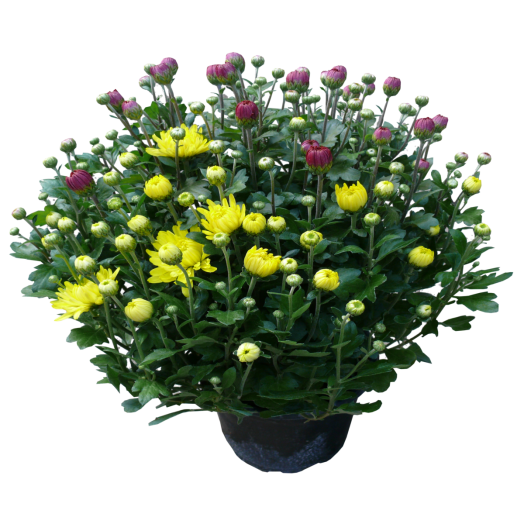 KRIZANTÉM MULTIFLORA CS:15 CM 2 SZÍNŰ 150 DB/CC