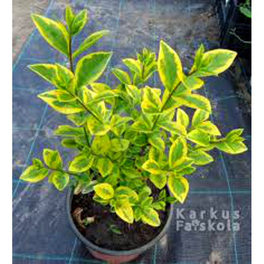 ARANYTARKA LEVELŰ FAGYAL C2         LIGUSTRUM OVALIFOLIUM AUREUM C2
