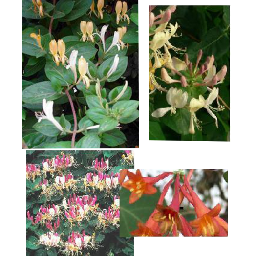 LONICERA MIX C2 SZÍNES ETIKETTEL KÚSZÓ LONC