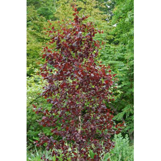 TARKA LEVELŰ JAPÁN BABÉRSOM C2 AUCUBA JAPONICA VARIEGATA C2