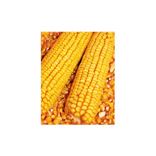 HIBRIDKUKORICA 1KG GAZDASÁGI NÖVÉNY