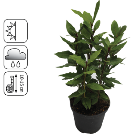 BABÉR (LAURUS NOBILIS)