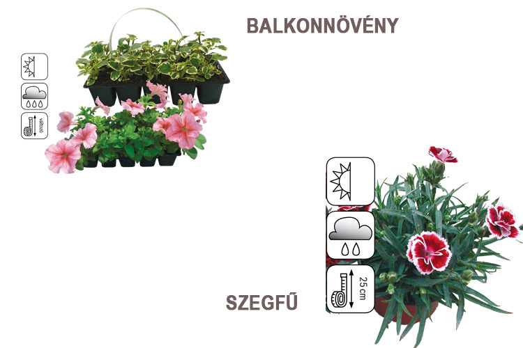 balkonnövény-szegfű-auchan