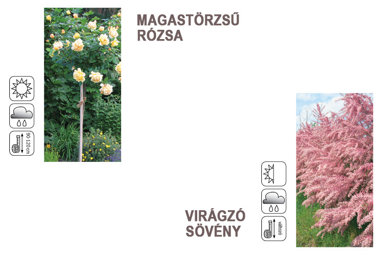rózsa-sövény-auchan