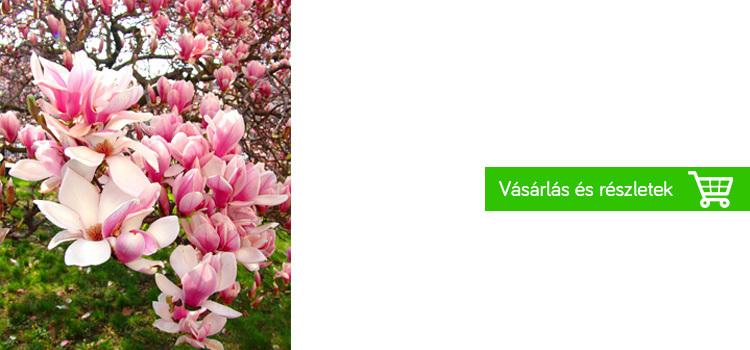 magnolia-kerti-növény-praktiker