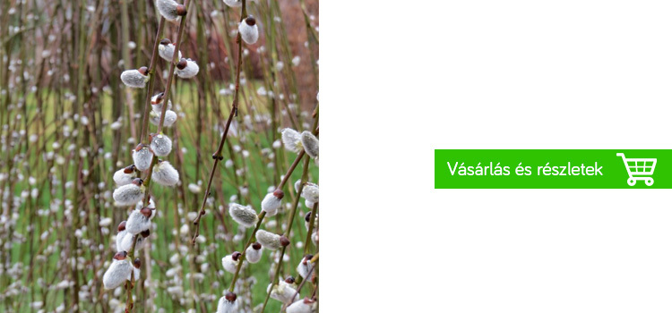 sarix-caprea-kerti-növény-praktiker