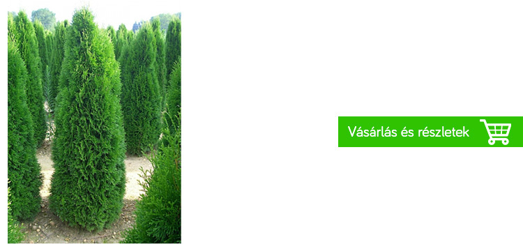 smaragd-tuja-praktiker