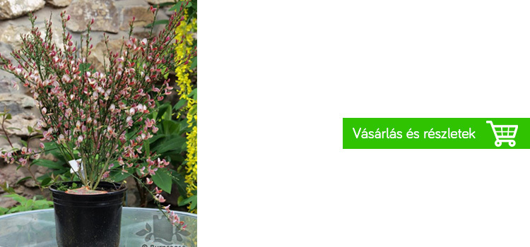 zanót-cserje-praktiker