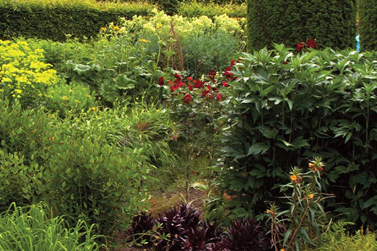 Kerti növények a Praktikerben