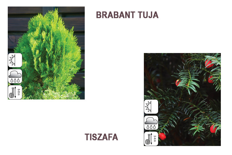 tuja-tiszafa-kerti-akció-auchan