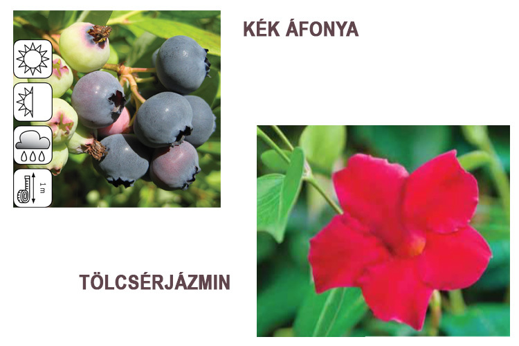 áfonya-jázmin-auchan-kerti-akció