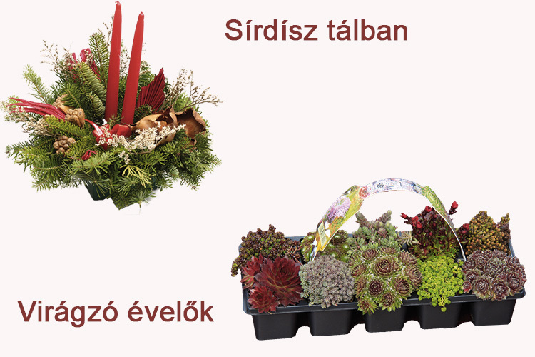 sírdísz-auchan-halottak-napja