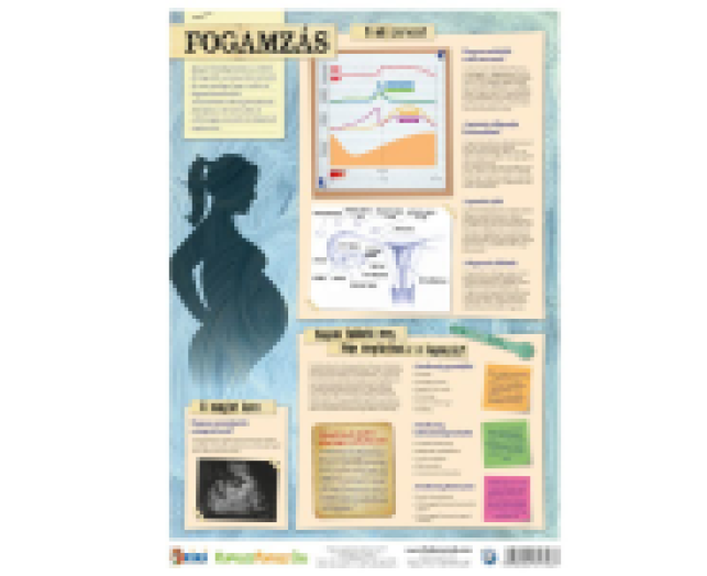 Tanulói munkalap Fogamzás Fogamzásgátlás