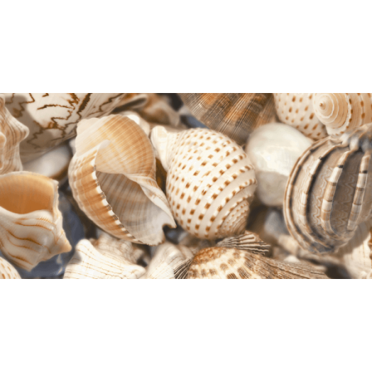 SEA BREEZE KAGYLÓS DEKORKÉP 2 30X60CM R9