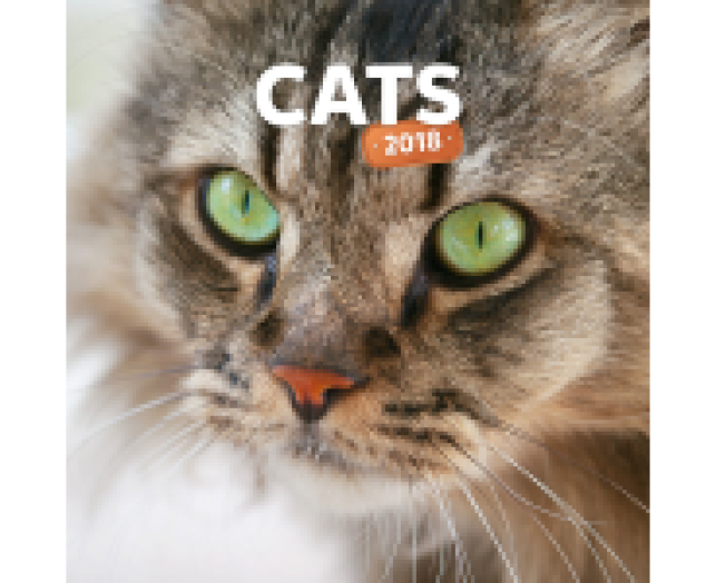 Falinaptár Cat 6097