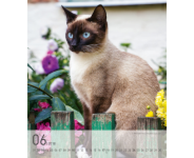 Falinaptár Cats 6087