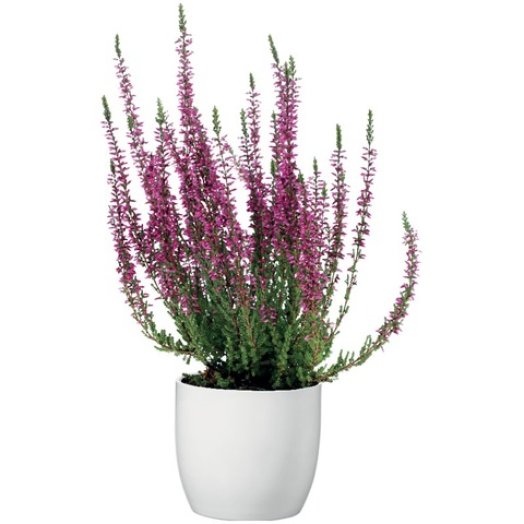 Calluna