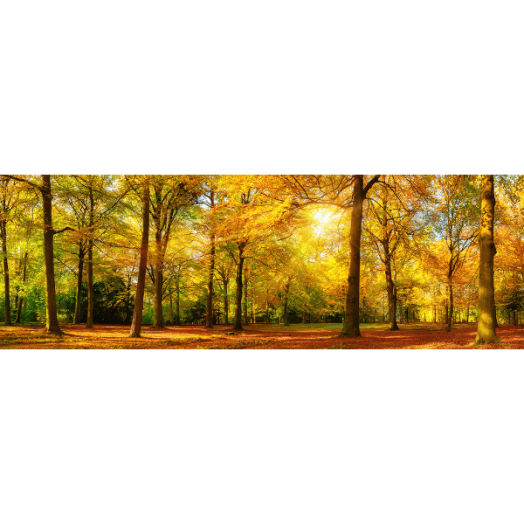 VÁSZONKÉP 50X150CM - ŐSZI ERDŐ