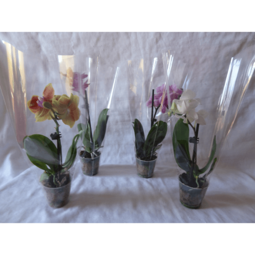 PHALAENOPSIS MINI KASPÓBAN CS:8CM