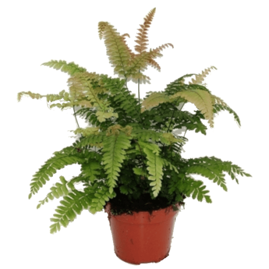 VÉNUSZFODORKA'BRONZE VENUS' CS:12CM ADIANTUM