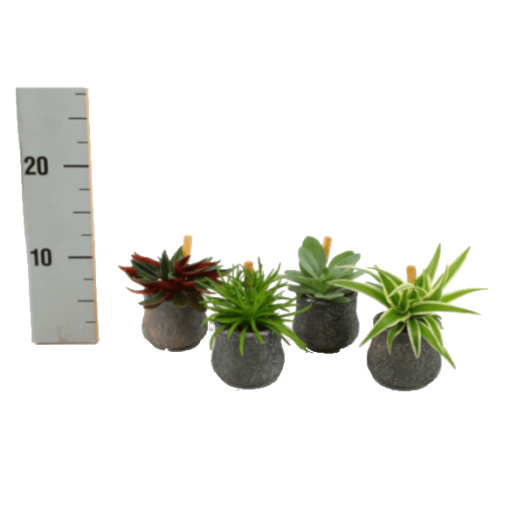 MINI NÖVÉNYEK MIX CS:5,5CM