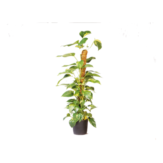 KÓKUSZKARÓ 60CM ÁTMÉRŐ:38MM