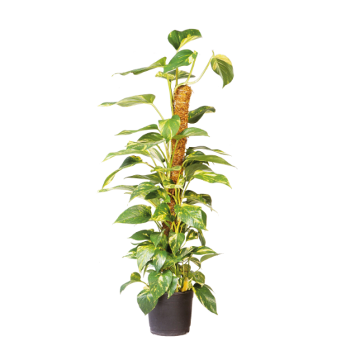 KÓKUSZKARÓ 120CM, ÁTMÉRŐ:42MM