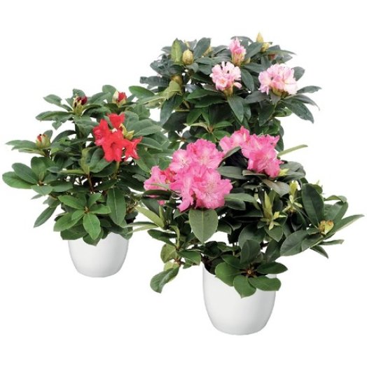 Rhododendron