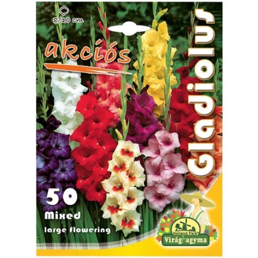 Gladiolus virághagyma