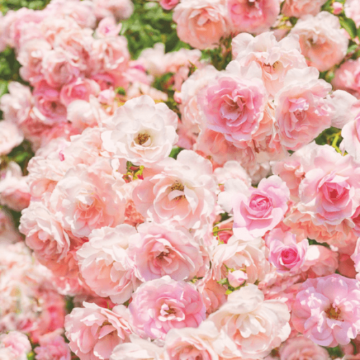 KOMAR POSZTER E1 FOTÓTAPÉTA ROSA 368X254 CM