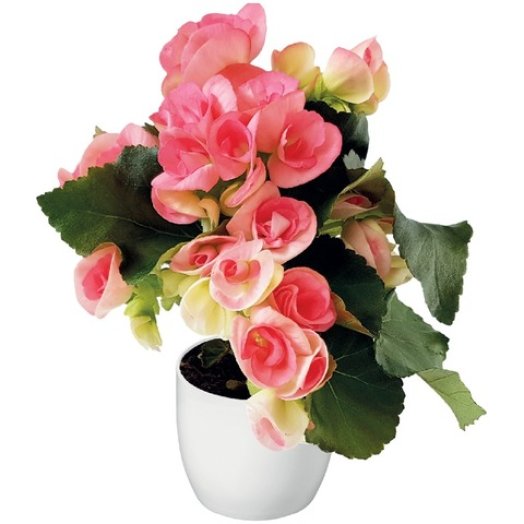 Begonia